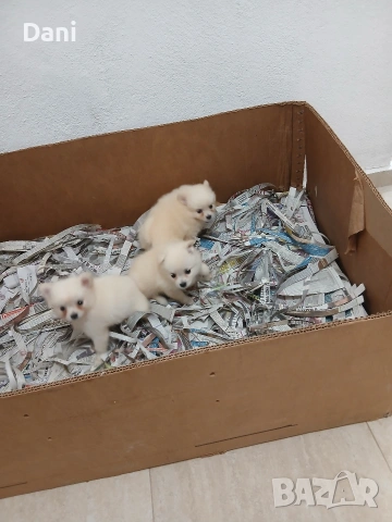 Mini Pomerani, снимка 4 - Померан - 55083566