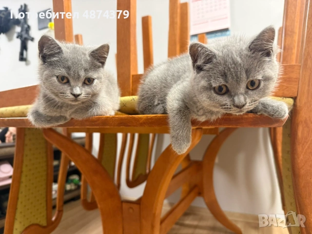 🐾 Прекрасни женски котенца Британска късокосместа търсят своя дом 🐾, снимка 3 - Британска късокосместа - 55143627