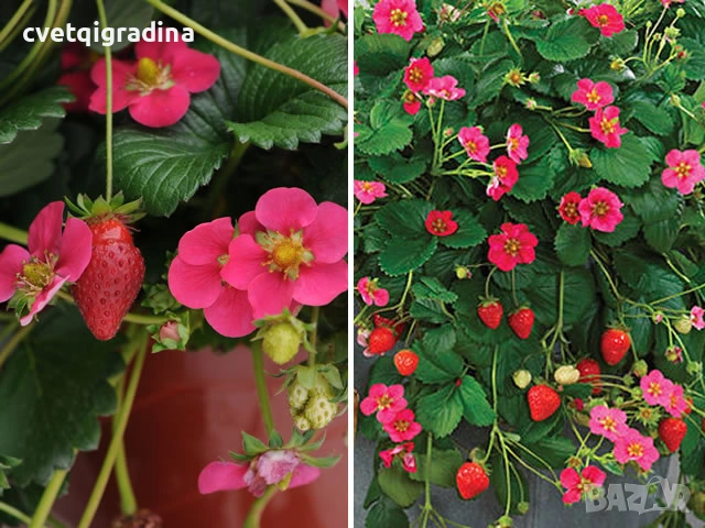 Strawberry ‘Toscana’ / Ягода „Тоскана“, снимка 2 - Градински цветя и растения - 54651142