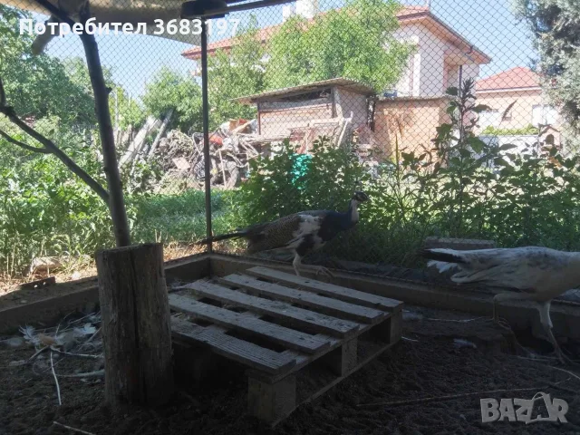 Пауни 4 годишни, снимка 7 - други­ - 55540067