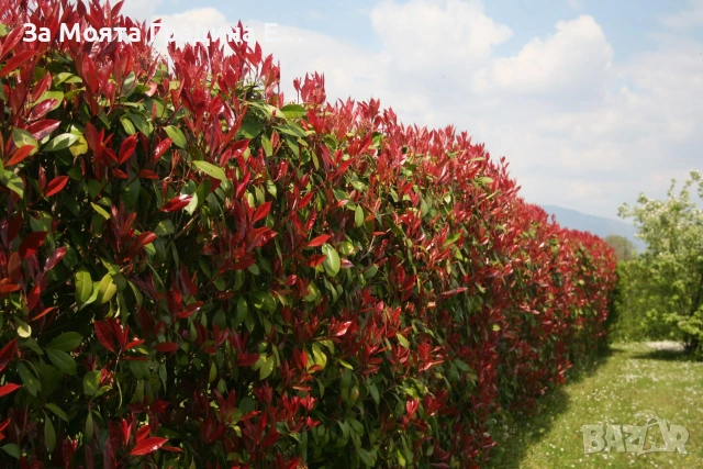 Фотиния за жив плет 2вида , снимка 9 - Градински цветя и растения - 54020526