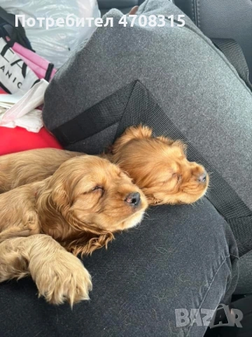 Кокер шпаньол момченце ваксина, снимка 3 - Кокер шпаньол - 54063405