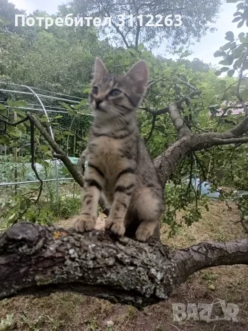 Подаряват се малки котета, снимка 5 - Други - 55337226