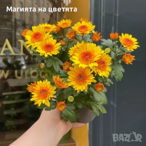 Хризантема Suntaste жълта, снимка 4 - Градински цветя и растения - 55319813