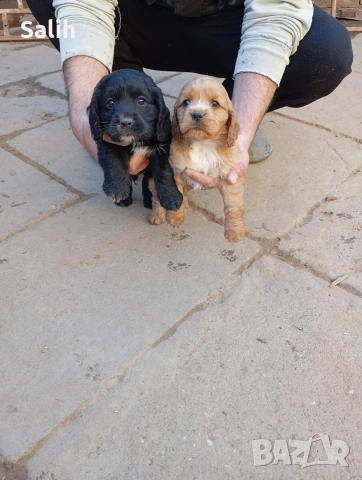 кокер шпаньол , снимка 2 - Кокер шпаньол - 54158013