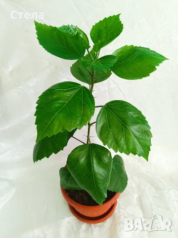 Пасифлора, китайски рози, Индрише 