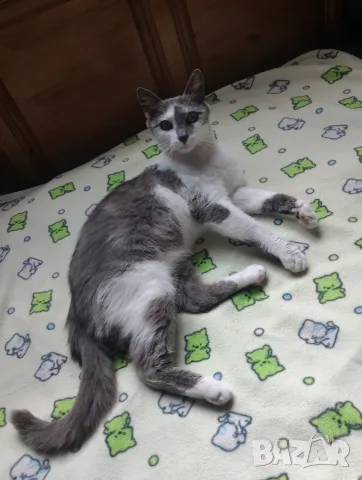 Женска котка от Перник търси дом, снимка 5 - Други - 55669251