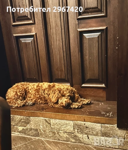 Пудел Той……., снимка 4 - Пудели - 52663386