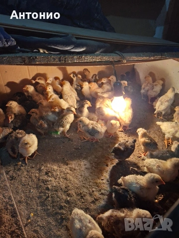 Малки пилета продавам 