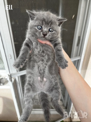 Британски котета, снимка 2 - Британска късокосместа - 54913462