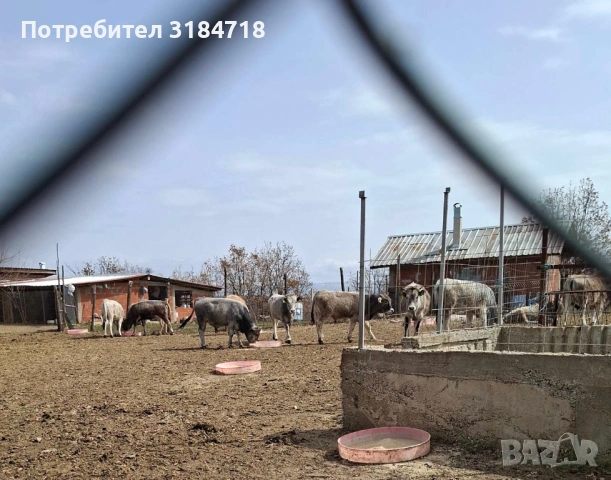 Месодайни телета за продан, снимка 2 - Крави - 54072572