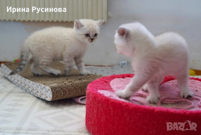 Британска късокосместа, снимка 4 - Британска късокосместа - 54689485