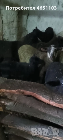 Продавам Агнета, снимка 4 - Овце - 54126742