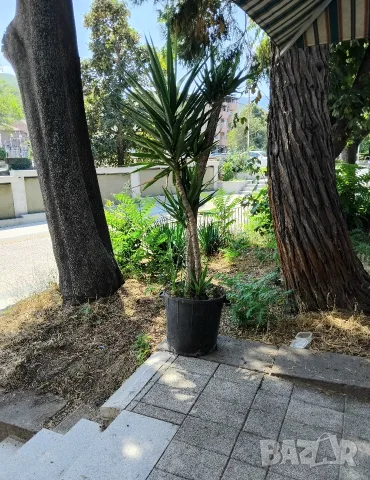 Продавам палма Юка / Yucca, 25 годишна, 1.7 м. височина, снимка 2 - Стайни растения - 40901353