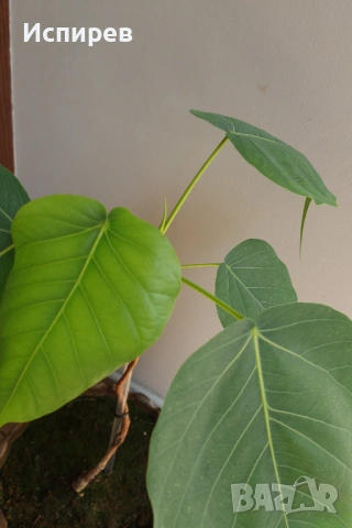 Фикус религиоза, Дървото на Буда, Ficus religiosa, 2-год. растение, снимка 2 - Стайни растения - 54917042