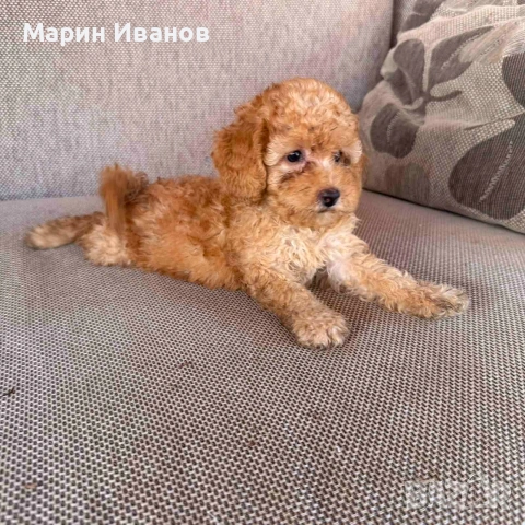 Мини пуделчета,момче и момиче, снимка 5 - Пудели - 55265706