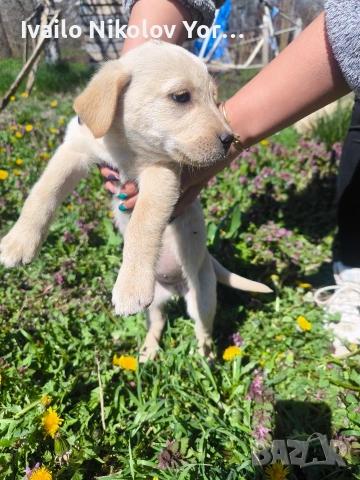 Малки Лабрадор ретривър , снимка 6 - Лабрадор ретривър - 54190522