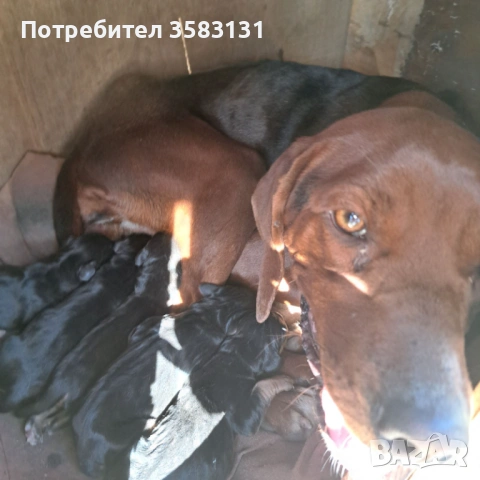         Български гончета.        Кученцата са родени на 6ти Март , снимка 12 - Гонче - 54081911