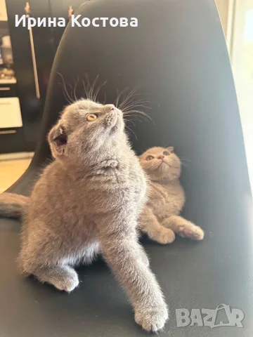 Продават се 2 шотландски клепоухи и едно британче, снимка 8 - Други - 55592301