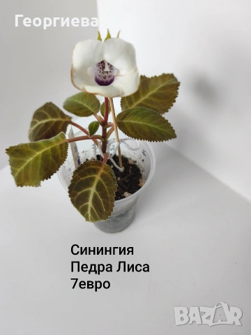 глоксиния 