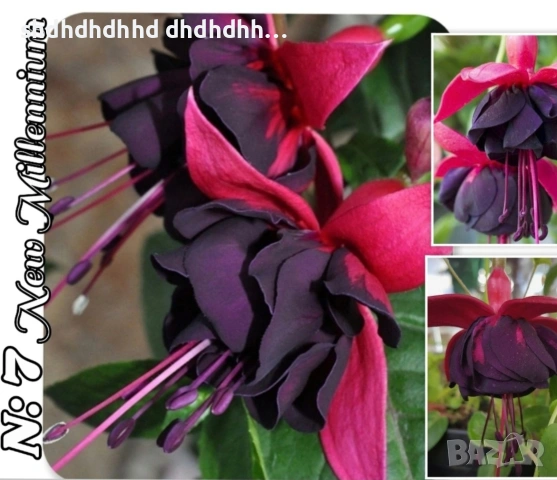 Фуксия за Градината и Балкона , снимка 5 - Градински цветя и растения - 54220620