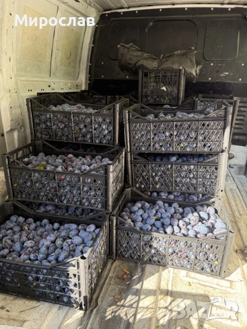 Сини сливи от производител, снимка 5 - Домашни продукти - 55669754