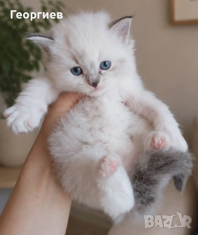 Регдол коте 