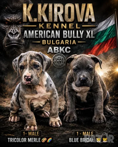 ТОП !!! Американско Були Хл American BULLY Xl ABKC, снимка 9 - Други - 55270499