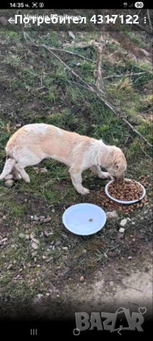 Кучето Джак на късмета, снимка 3 - Други - 54193162