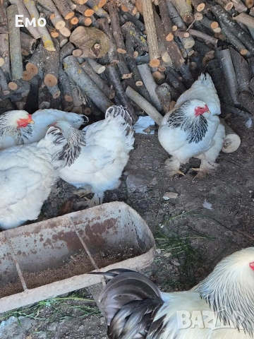 продавам бяла колумбийска брама, снимка 5 - други­ - 54898621