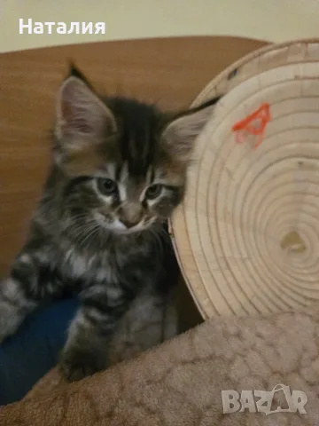 Котенца Мейн Куун, снимка 4 - Мейн кун - 55585027