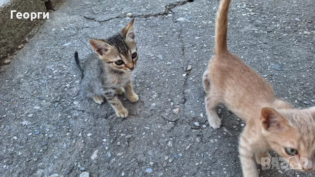 Подарявам котенца, снимка 9 - За котки - 55484335