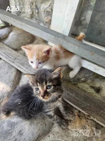 4 малки котенца, снимка 7 - Други - 55335479