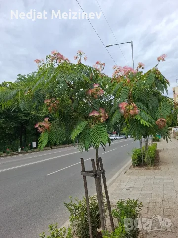 АЛБИЦИЯ фиданки