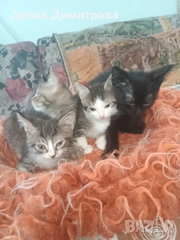 Ангорски котенца, снимка 4 - Ангорски - 54188103