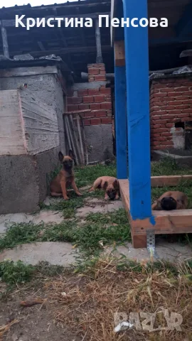 Белгийска овчарка , снимка 3 - Белгийска овчарка - 55536220