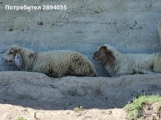 2 мъжки агнета , снимка 3 - Овце - 55076915