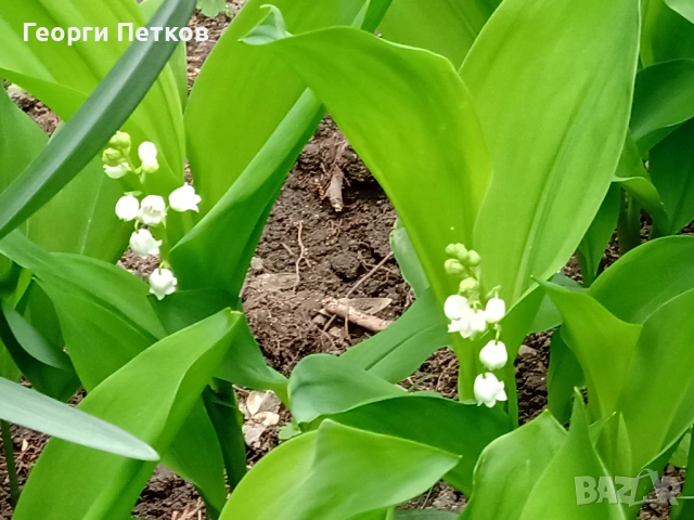 Момина сълза - 5 €./10 коренчета, снимка 4 - Градински цветя и растения - 54016039