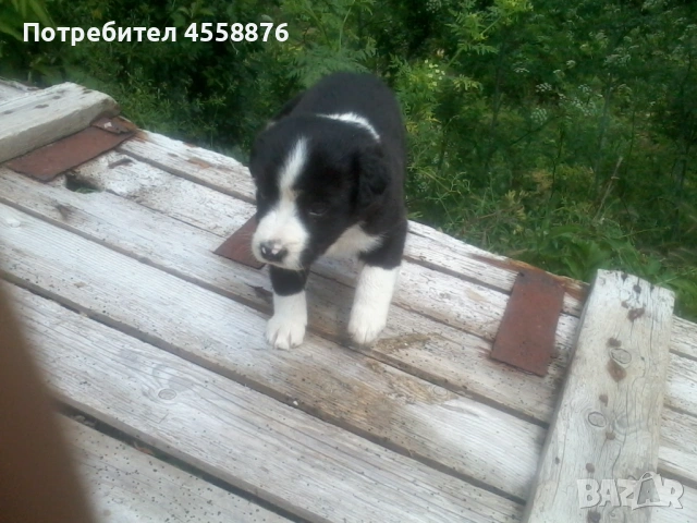 продавам бордър коли, снимка 3 - Коли - 54807538