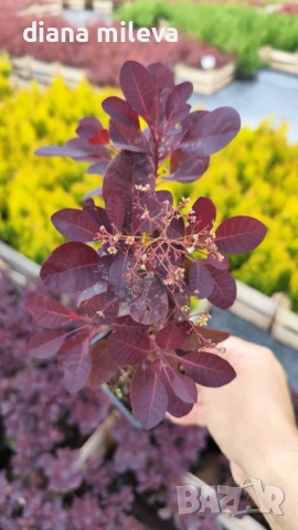 Червенолистна Смрадлика, Cotinus Royal purple или още Тетра!!!, снимка 12 - Градински цветя и растения - 54657841