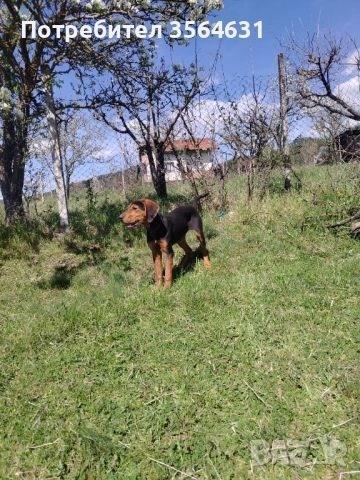 Svobodno na 5 meseca jensko gonche