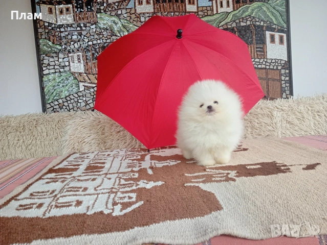 Бели мини Померани. Реални снимки от 04.04.26 г. 