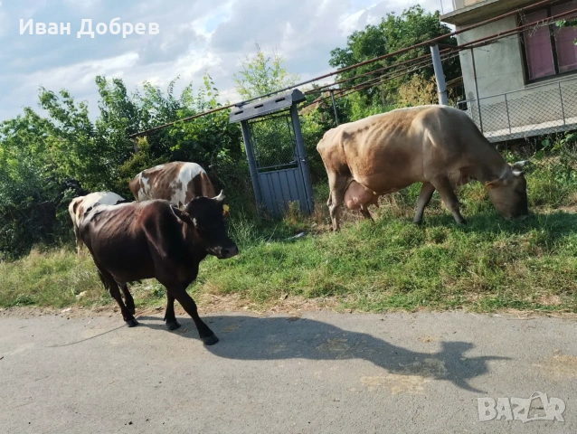 Продавам 7 бр крави за мляко , снимка 7 - Крави - 55248756