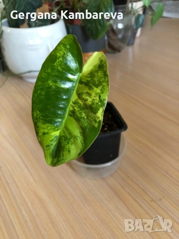 Philodendron Burle Marx Variegata 