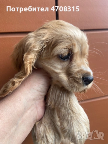 Кокер шпаньол игриво момче ваксина, снимка 13 - Кокер шпаньол - 54226067