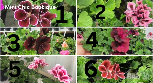 🚨 ПОСЛЕДНИ БРОЙКИ! Кралско мушкато (Pelargonium grandiflorum) на ТОП цена! 3 €🚨