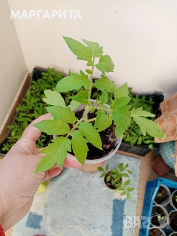 Разсад домат ПИКИРАН