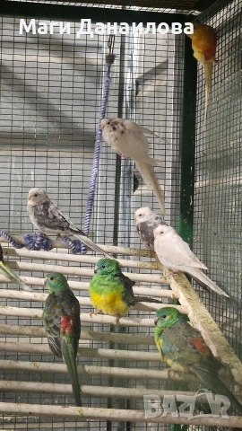 Свободни папагали, снимка 4 - Папагали - 54031471