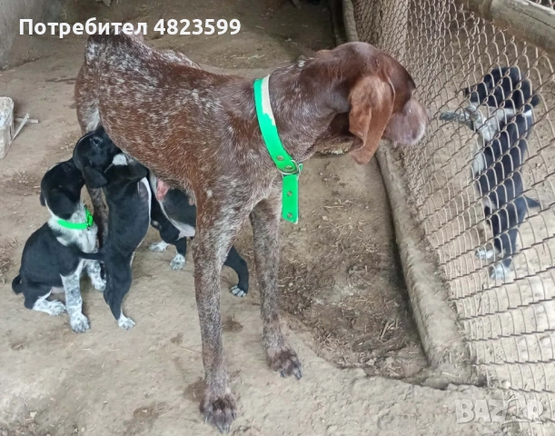 Продавам малки кученца