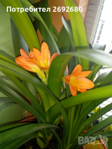Голяма оранжева кливия с цветонос,5бр. с обща цена, христов венец,лечебно алое,бамбук,коледничета 